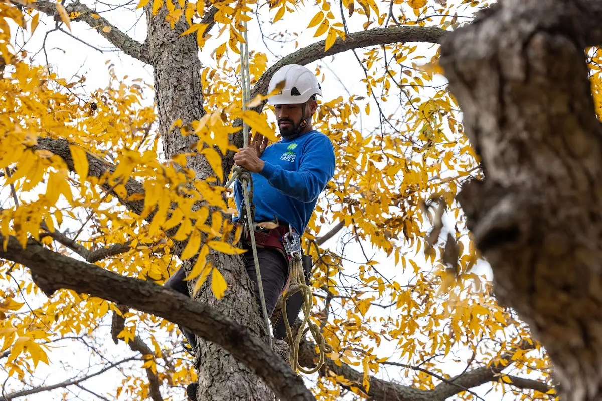Skilled Tree Transplanting crew working in Neosho